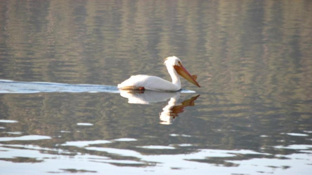 Вілла Feathernest On The Lake Fawnskin Екстер'єр фото